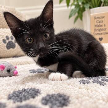 Ghosty -  Domestic Short Hair and Tuxedo Cat for Adoption in Coachella, California - Ghosty | PetCurious