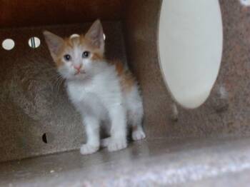 Domestic Short Hair Cats Available for Adoption in Orlando, Florida - MANGO | PetCurious