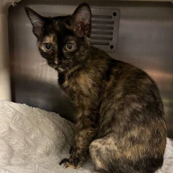 Mars -  Domestic Short Hair Cat for Adoption in Mentor, Ohio - Mars | PetCurious
