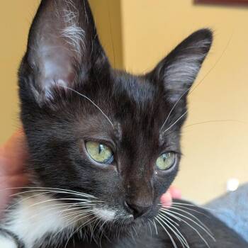 Dauntless -  Domestic Short Hair Cat for Adoption in Evanston, Illinois - Dauntless | PetCurious