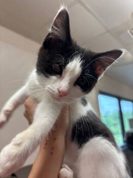 Rescue Domestic Short Hair Cats for Adoption in Lima, Ohio - Jimmy | PetCurious