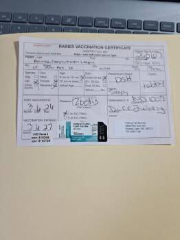 Domestic Short Hair Cats Available for Adoption - Sleepy | PetCurious