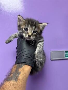 61673509 -  Domestic Short Hair Cat for Adoption in El Paso, Texas - 61673509 | PetCurious