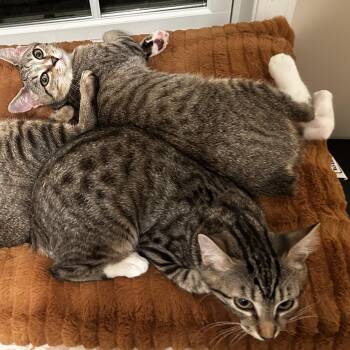 Rescue Manx Cats for Adoption in Winston-salem, North Carolina - Shaw & Hobbs | PetCurious