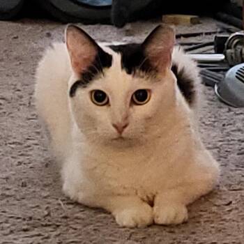 Lolita -  Domestic Short Hair Cat for Adoption in Long Beach, California - Lolita | PetCurious