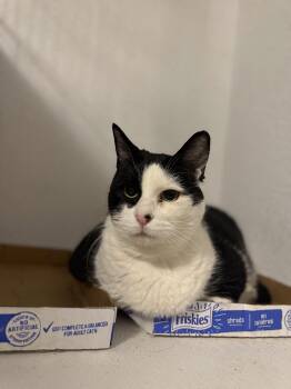 Lady -  American Shorthair Cat Available for Adoption in Fertile, Minnesota - Lady | PetCurious