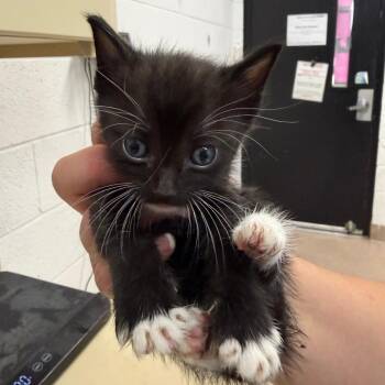 Domestic Short Hair and Siamese Cats Available for Adoption in Ardmore, Oklahoma - Marina | PetCurious