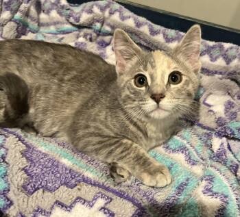 Mylah -  Domestic Short Hair Cat for Adoption in Saint Clair, Michigan - Mylah | PetCurious