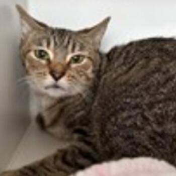 Victoria Sponge -  Domestic Short Hair Cat for Adoption in New York, New York - Victoria Sponge | PetCurious