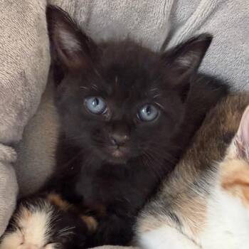 Domestic Medium Hair Cats Available for Adoption in Tustin, California - Dragonfly | PetCurious