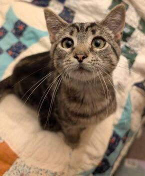 Faith -  Domestic Short Hair Cat for Adoption in Williamsport, Pennsylvania - Faith | PetCurious