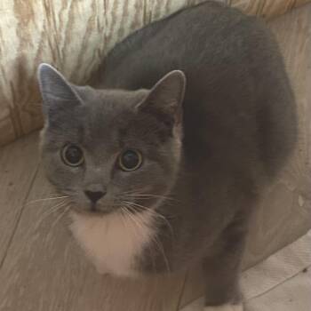 Domestic Short Hair Cats Available for Adoption - Cindy Sue | PetCurious