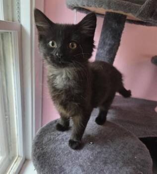LITTLE FLUFF -  Domestic Short Hair Cat for Adoption in Peoria, Illinois - LITTLE FLUFF | PetCurious