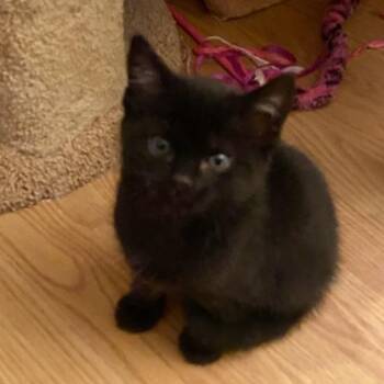 Domestic Short Hair Cats Available for Adoption in Prescott, Arizona - Dex | PetCurious