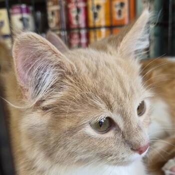 Trespasser -  Domestic Short Hair Cat for Adoption in Eugene, Oregon - Trespasser | PetCurious