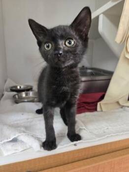 Ollie -  Domestic Short Hair Cat for Adoption in Savannah, Georgia - Ollie | PetCurious