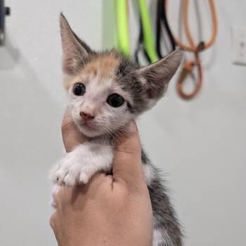 Eep -  Domestic Short Hair Cat for Adoption in Buchanan Dam, Texas - Eep | PetCurious