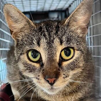 Posey -  Domestic Short Hair Cat for Adoption in Newark, New Jersey - Posey | PetCurious
