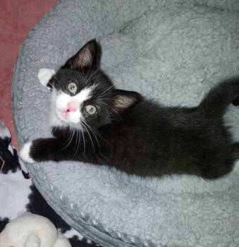 Bow Tie -  Domestic Medium Hair Cat for Adoption in Magnolia, Texas - Bow Tie | PetCurious