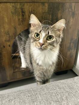 Kylin -  Domestic Short Hair Cat for Adoption in Muskegon, Michigan - Kylin | PetCurious
