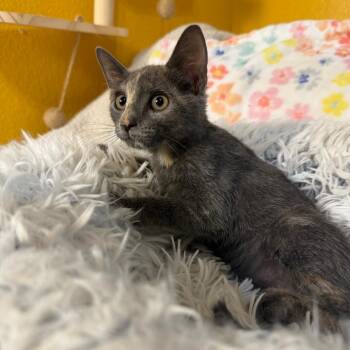 Ash -  Domestic Short Hair Cat for Adoption in Lewisville, Texas - Ash | PetCurious
