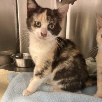 Truffle -  Domestic Short Hair Cat for Adoption in Lansing, Michigan - Truffle | PetCurious