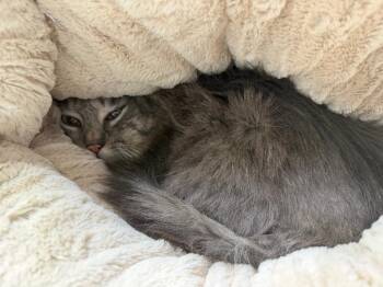 Domestic Long Hair Cats Available for Adoption - Selec | PetCurious