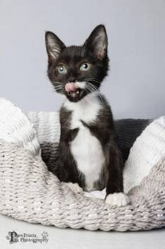Allspice -  Domestic Short Hair Cat for Adoption in Maryville, Tennessee - Allspice | PetCurious