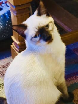 Laney -  Domestic Short Hair Cat for Adoption in St. Augustine, Florida - Laney | PetCurious