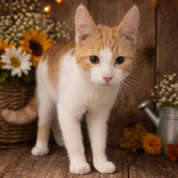 Thomas -  Domestic Short Hair Cat for Adoption in Fort Wayne, Indiana - Thomas | PetCurious