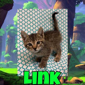 Link -  Domestic Short Hair Cat for Adoption in Royse City, Texas - Link | PetCurious