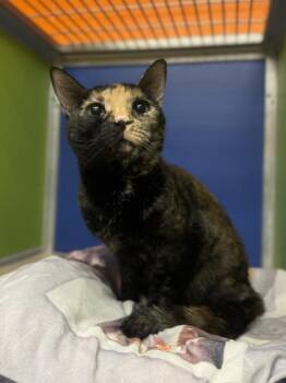 Rescue Domestic Short Hair Cats for Adoption in Philadelphia, Pennsylvania - Bella | PetCurious