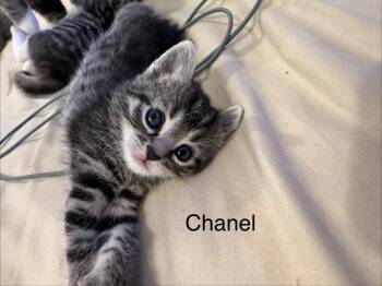 Domestic Short Hair Cats Available for Adoption in Hamilton, Ohio - Chanel | PetCurious