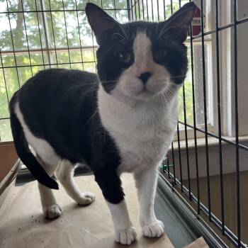 Teddy Bear -  Tuxedo Cat for Adoption in Hammond, Louisiana - Teddy Bear | PetCurious