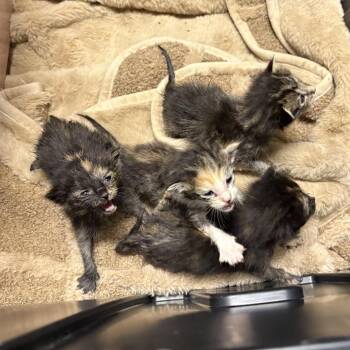 Cray Cray -  Domestic Short Hair Cat for Adoption in Midland, Texas - Cray Cray | PetCurious