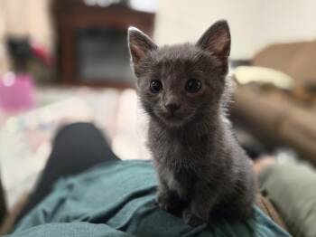 Ping -  Domestic Short Hair Cat for Adoption in Fruit Heights, Utah - Ping | PetCurious