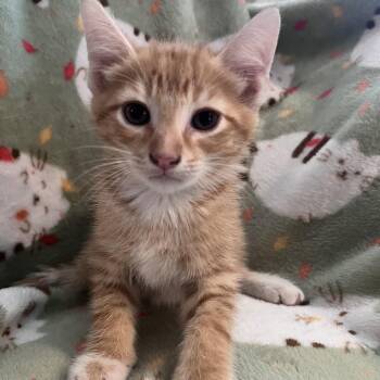 Frito -  Domestic Short Hair Cat for Adoption in Shelbyville, Indiana - Frito | PetCurious