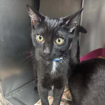 Snoop Catt -  Domestic Short Hair Cat for Adoption in Lakeland, Florida - Snoop Catt | PetCurious