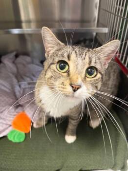 Simba -  Domestic Short Hair Cat for Adoption in Pomona, New York - Simba | PetCurious