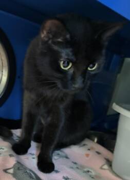 Rescue Domestic Short Hair Cats for Adoption in Sault Ste. Marie, Michigan - Emily | PetCurious