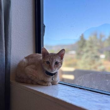Domestic Short Hair Cats Available for Adoption in Flagstaff, Arizona - Fluflu | PetCurious