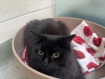 Aphro -  Domestic Medium Hair and Domestic Short Hair Cat for Adoption in Woodbury, Minnesota - Aphro | PetCurious