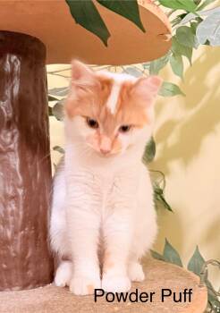 Rescue Tabby Cats for Adoption in Blaine, Minnesota - Powder Puff | PetCurious