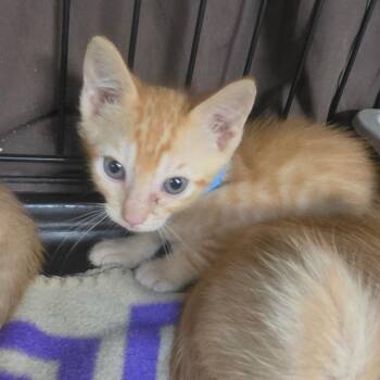 Teeters -  American Shorthair Cat for Adoption in Melrose, Florida - Teeters | PetCurious