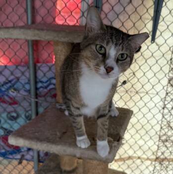Jazzy -  Domestic Short Hair Cat for Adoption in Alexandria, Louisiana - Jazzy | PetCurious