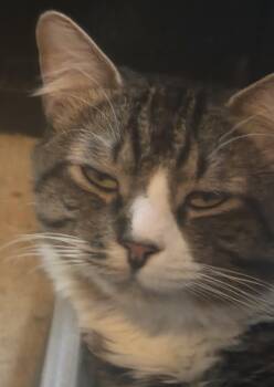 Rescue Domestic Medium Hair Cats for Adoption in Frederick, Maryland - Winston -- Courtesy Post | PetCurious