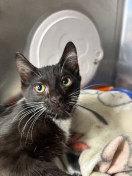 Rescue Domestic Short Hair Cats for Adoption in Stockton, California - Dolly | PetCurious