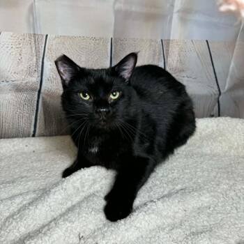 Domestic Short Hair Cats Available for Adoption - Blackie  | PetCurious