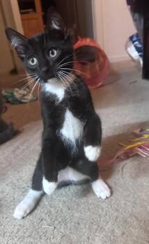 James Bond -  Domestic Short Hair Cat for Adoption in Oceanside, California - James Bond | PetCurious