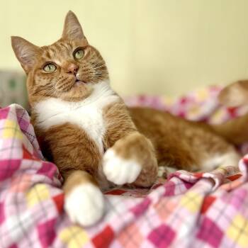 Domestic Short Hair Cats Available for Adoption - Mallory | PetCurious